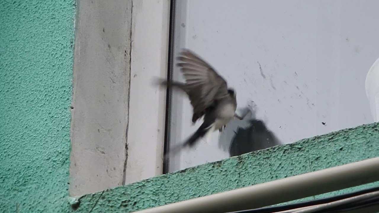 Птица ударилась в окно и разбилась — примета и способы избежать негативных последствий