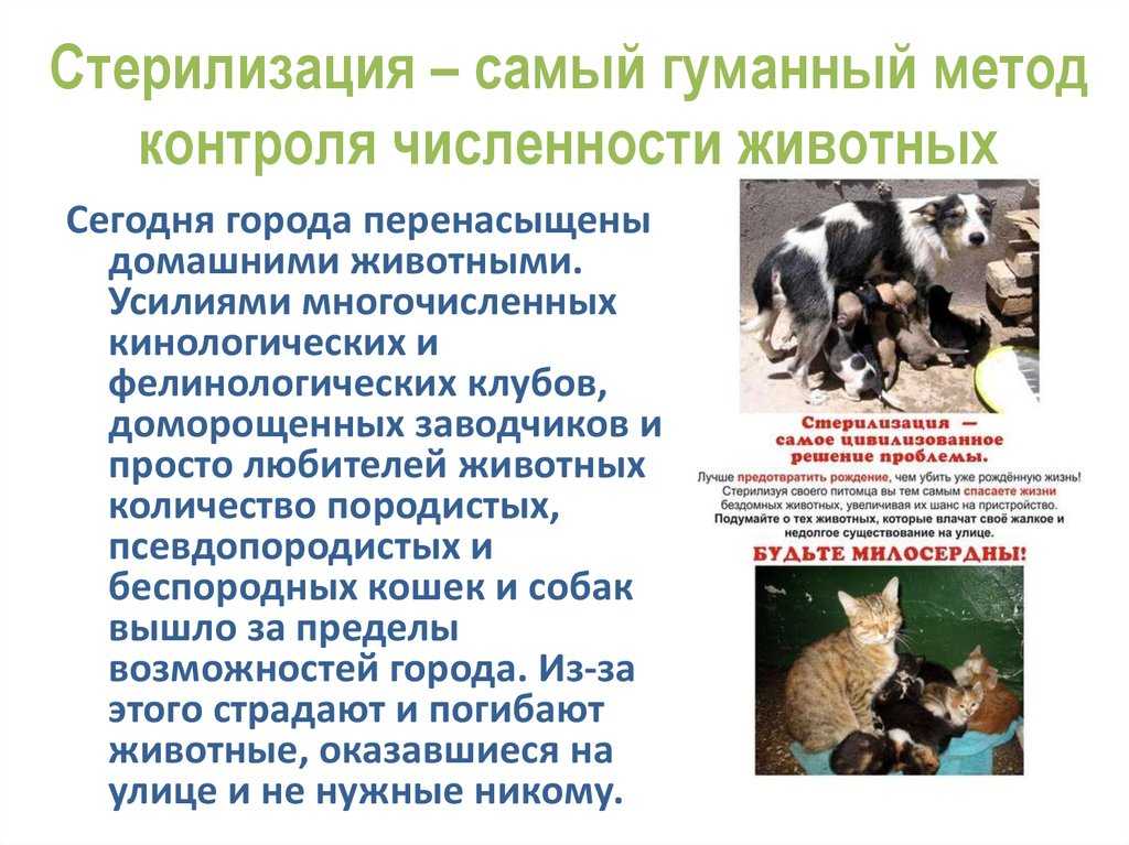 «здоровый оскал»: в госдуму внесли закон о запрете выпускать бездомных животных на улицы после стерилизации — иа «версия-саратов»