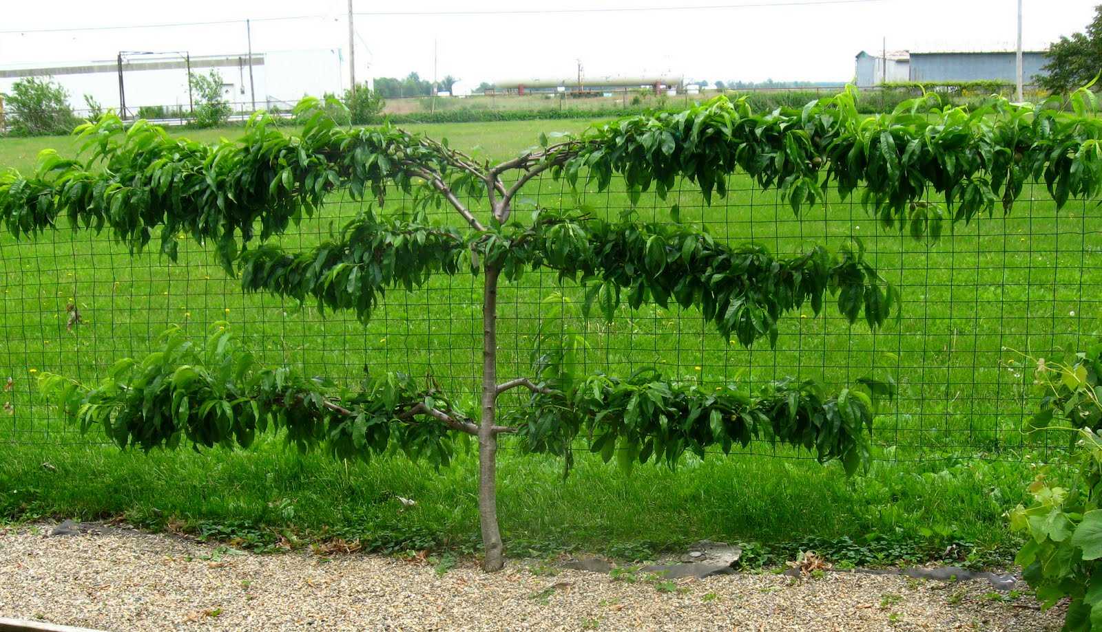 Яблоня на шпалере технология выращивания своими руками, посадка и уход с фото