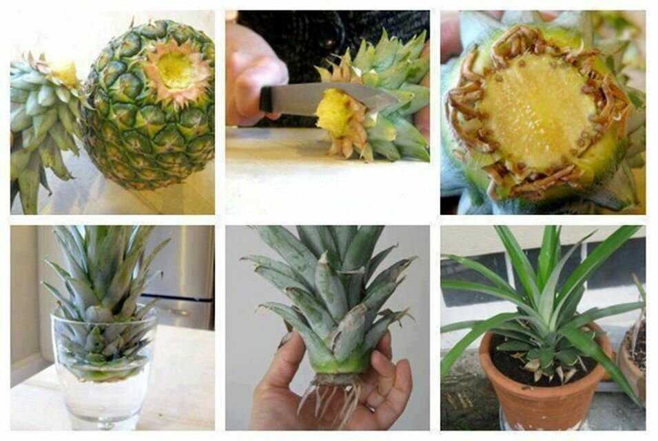Как вырастить ананас в домашних условиях: из верхушки, семян