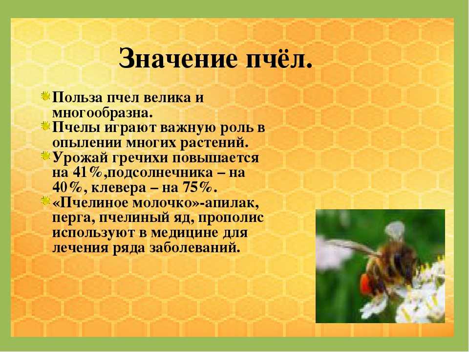 Пчелы в жизни человека. Значение пчел в природе. Значение пчел для человека. Значение пчел в жизни человека. Значение пчёл в природе и жизни человека.