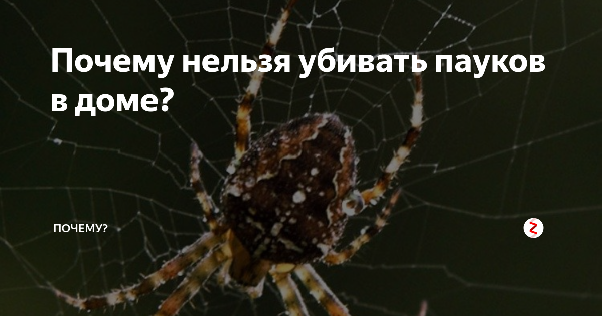 Приметы про пауков: к чему увидеть в доме вечером — хорошо это или плохо
