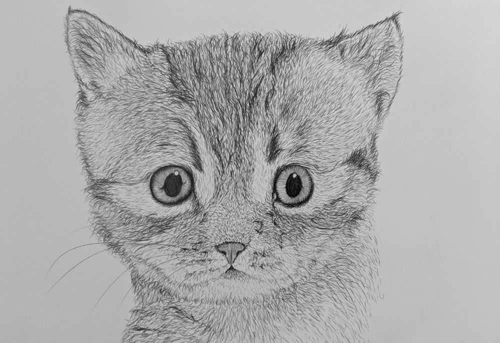 Как нарисовать кошку поэтапно карандашом – легкие мастер-классы по рисованию кошки