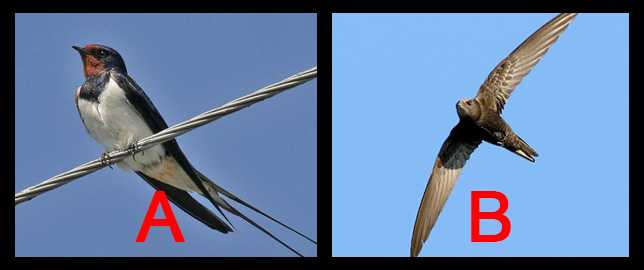 Окружающий мир ласточки и стрижи. птицы ласточки и стрижи: сравнение ласточек и стрижей, фото, описание