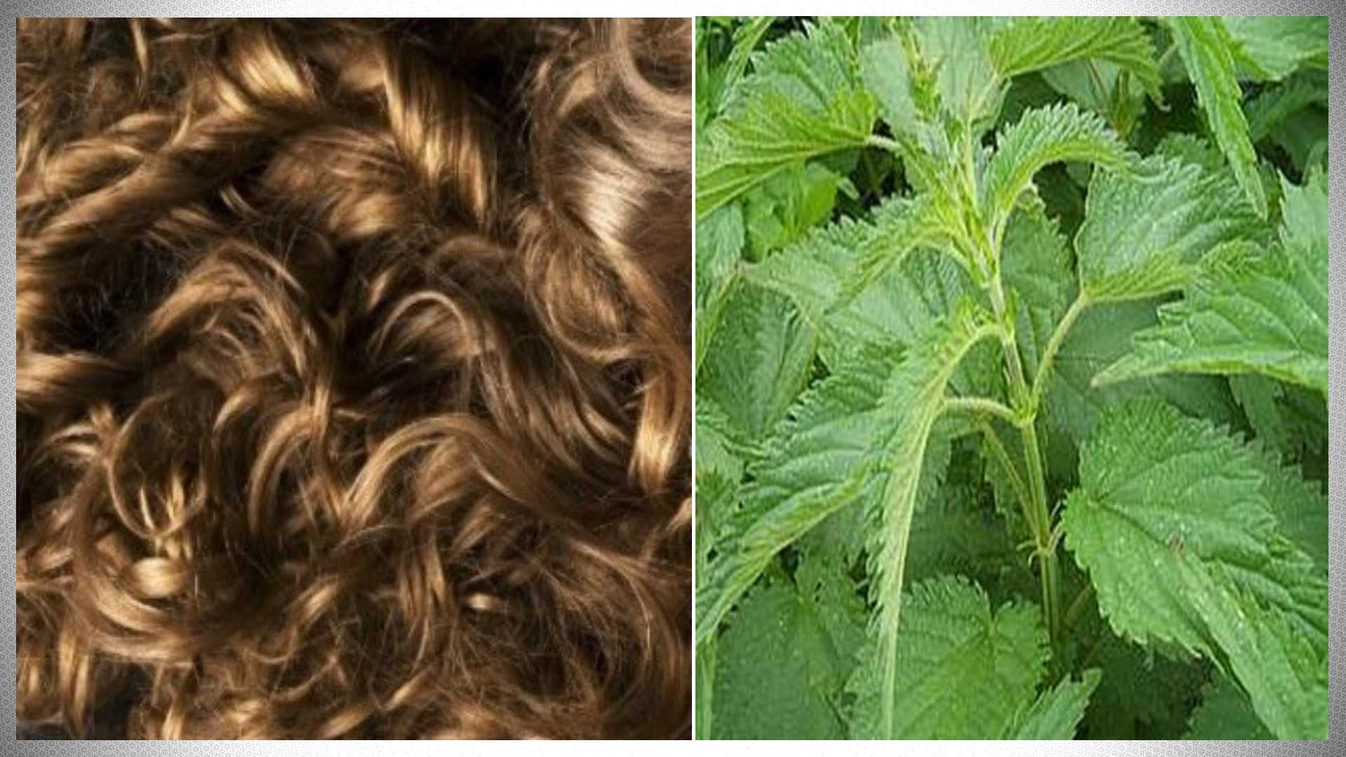 Отвары крапивы для укрепления волос: рецепты и полезные советы для красоты и здоровья