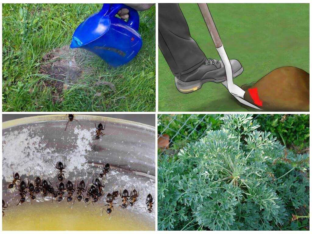 Как избавиться от муравьев в огороде навсегда: самые эффективные способы и средства борьбы