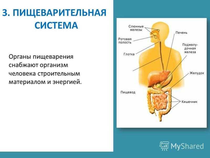 Анатомия человека: внутренние органы и схема расположения