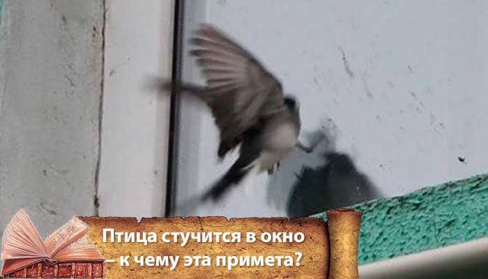 Приметы про птиц (ударилась в окно, залетела в дом)