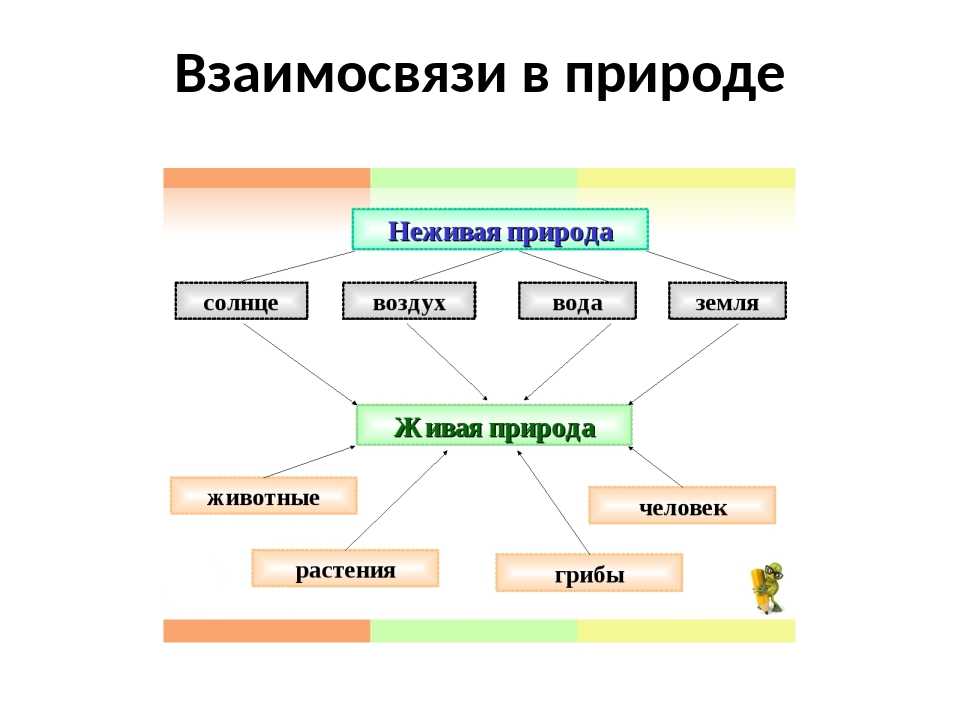 Примеры связей между живой и неживой природой