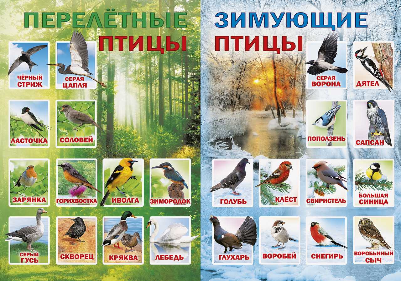 Перелетные и зимующие птицы ️ описание, виды, характеристика
