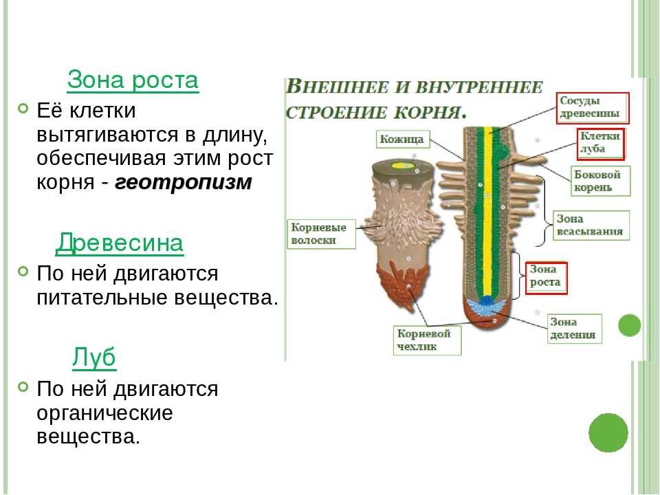 Корень растений: морфология, функции и корневые системы