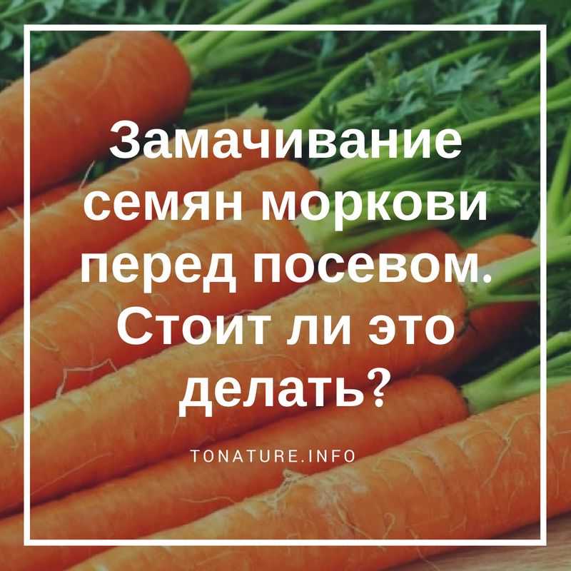 Как посеять морковь без прореживания и практика предварительного проращивания семян культуры в почве