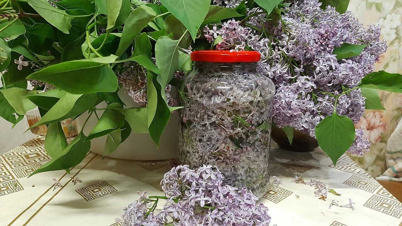 Настойка из цветков сирени для лечения в домашних условиях