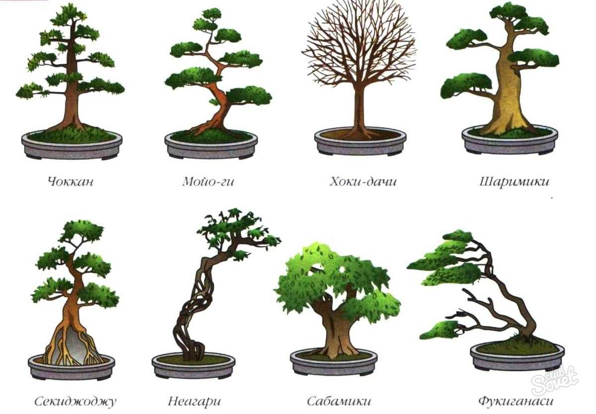 Как вырастить миниатюрное дерево бонсай у себя дома - sadalisa.ru все о цветах и растениях