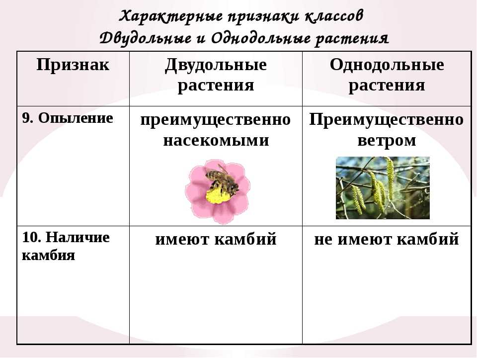 Характеристика двудольных и однодольных растений, характерные признаки, отличия, таблица, корневая система.