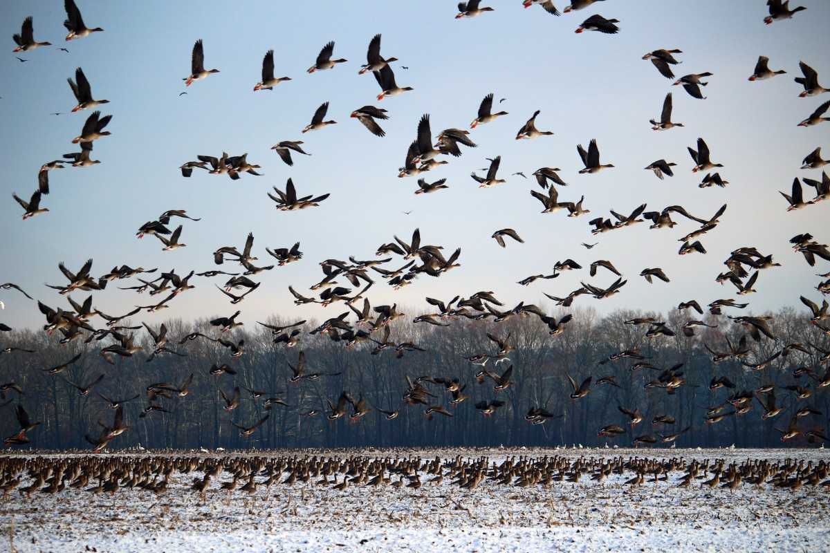 Какие птицы зимой улетают на юг: названия, фото и краткое описание перелетных видов птиц