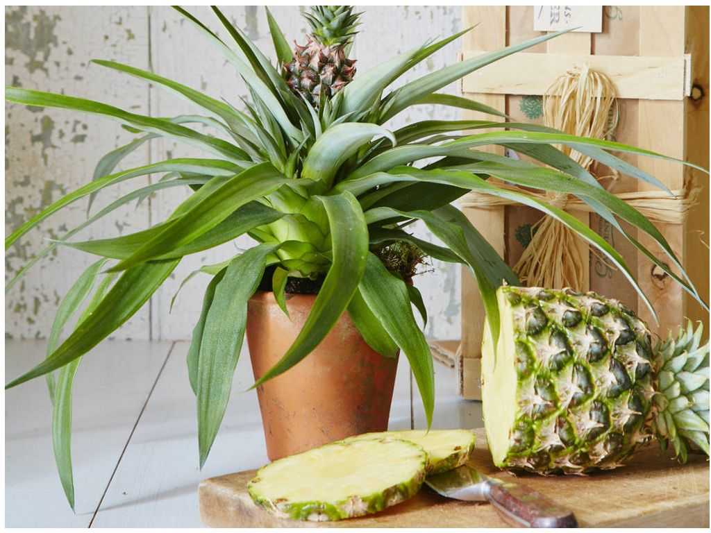 Как вырастить ананас из верхушки в домашних условиях?