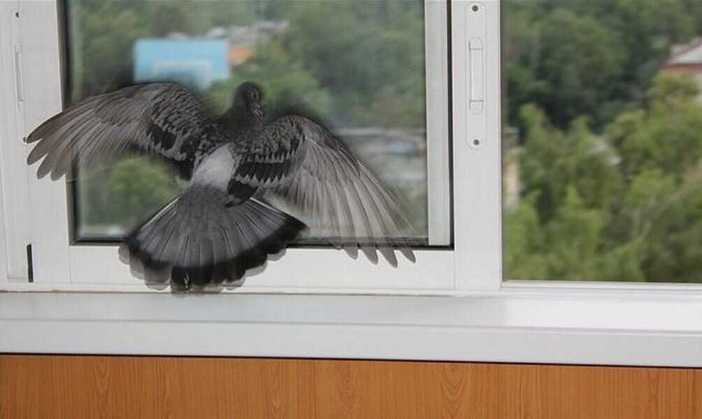 Приметы и суеверия: птица ударилась, врезалась или стучит в окно и другие приметы про птиц