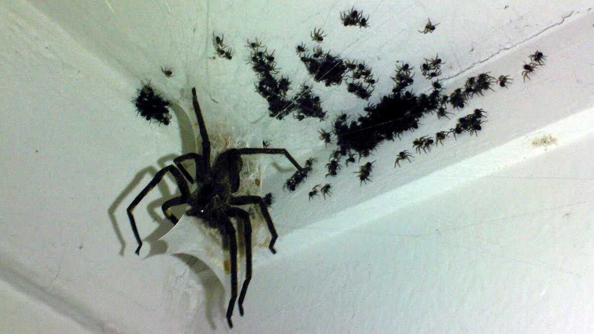 Причины появления пауков в доме — это хорошо или плохо? народные приметы и нужно ли бороться с «неприятными соседями»