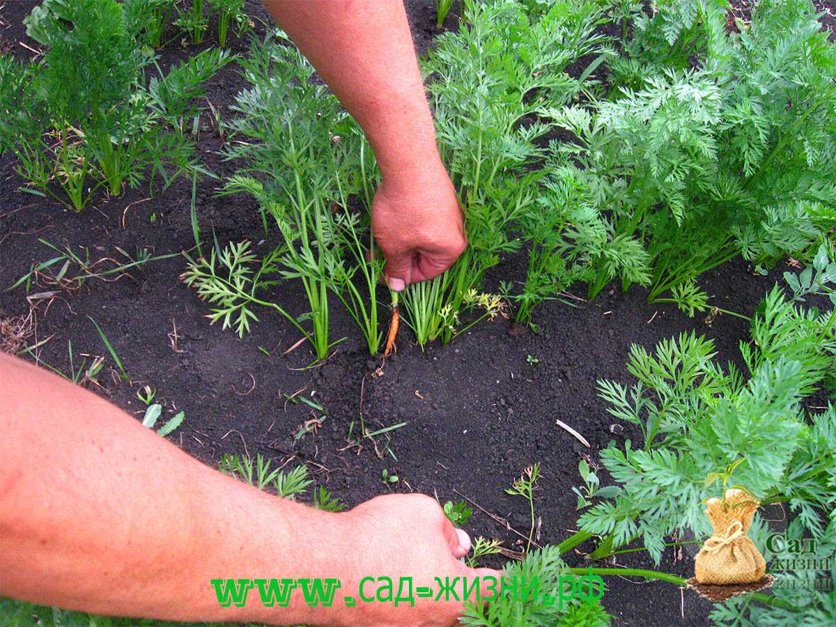 Как посадить морковь, чтобы не прореживать:10 лучших способов