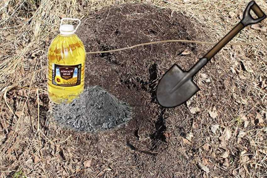 Народные средства для борьбы с муравьями — domovod.guru
