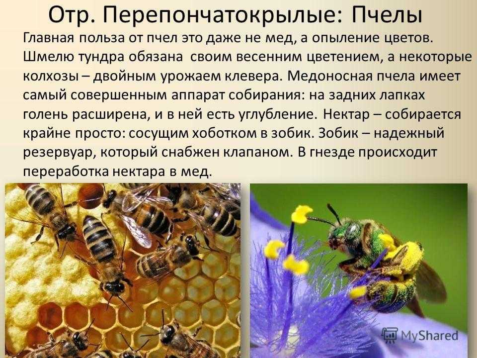 Пчелы в жизни человека. Пчелы Перепончатокрылые строение. Строение пчелы медоносной. Медоносная пчела отряд. Пчела медоносная отряд Перепончатокрылые.