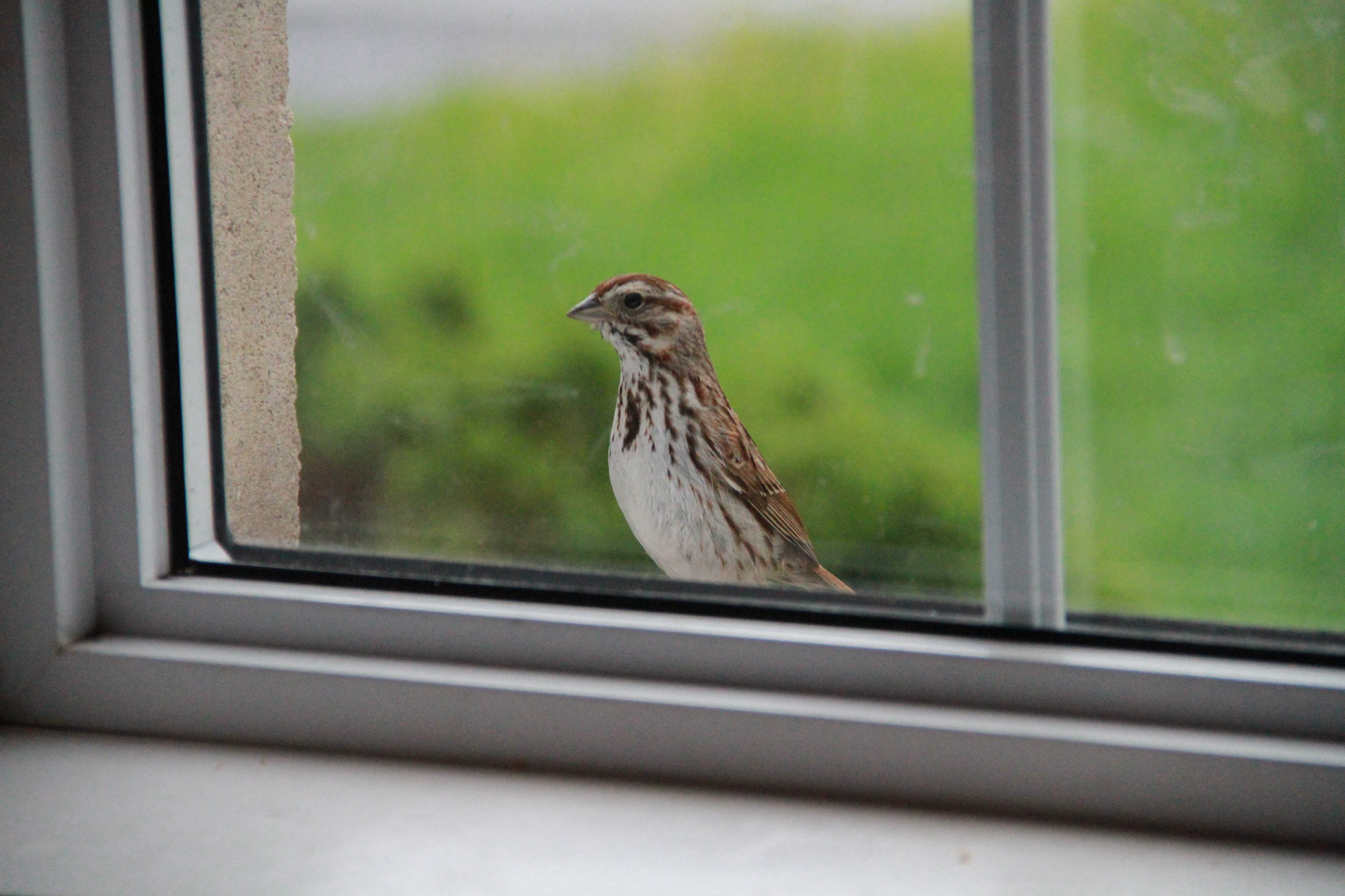 К чему стучится птица в окно — толкование приметы в зависимости от вида пернатого