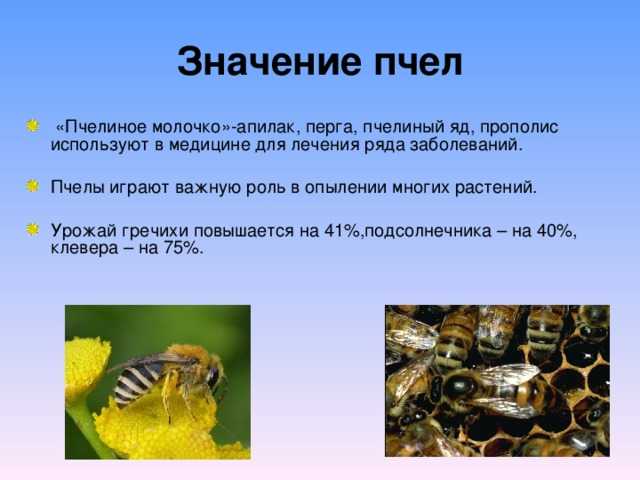 Исследование конечностей домашней пчелы какая биологическая наука. Роль пчёл в опылении растений. Роль пчел в природе. Значение пчел в природе. Величина пчелы.