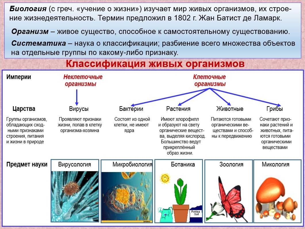 Живые организмы (биология, 5 класс): основные признаки и свойства, развитие клеточных элементов, рост