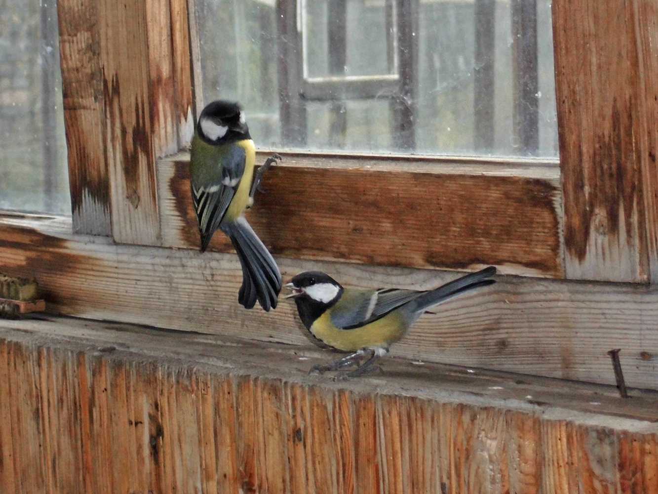 Птица села на окно или подоконник: значение приметы