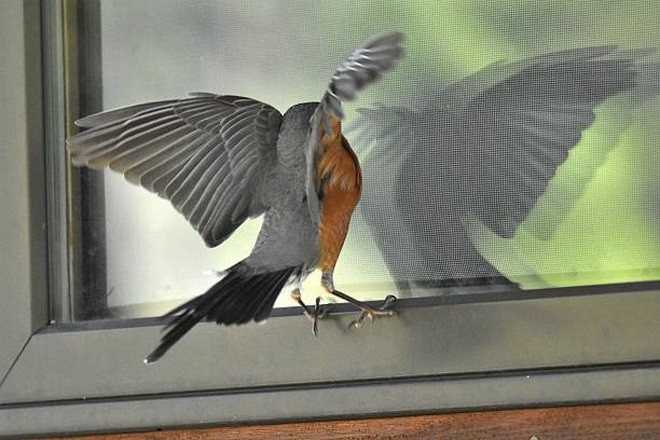 Синица сидит на окне: приметы и предсказания по поведению птицы