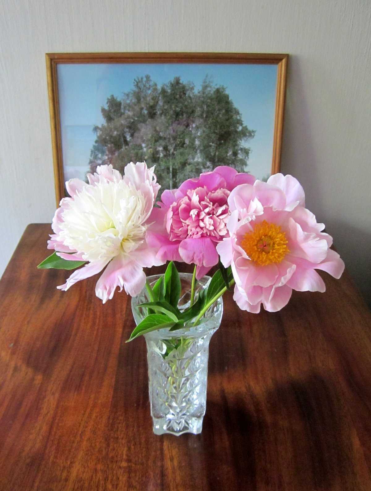 О пионах в вазе: как сохранить срезанные цветы и почему они меняют цвет