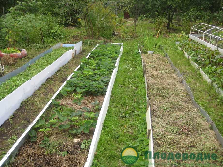 Органическое земледелие: что это такое и как начать на даче с нудя