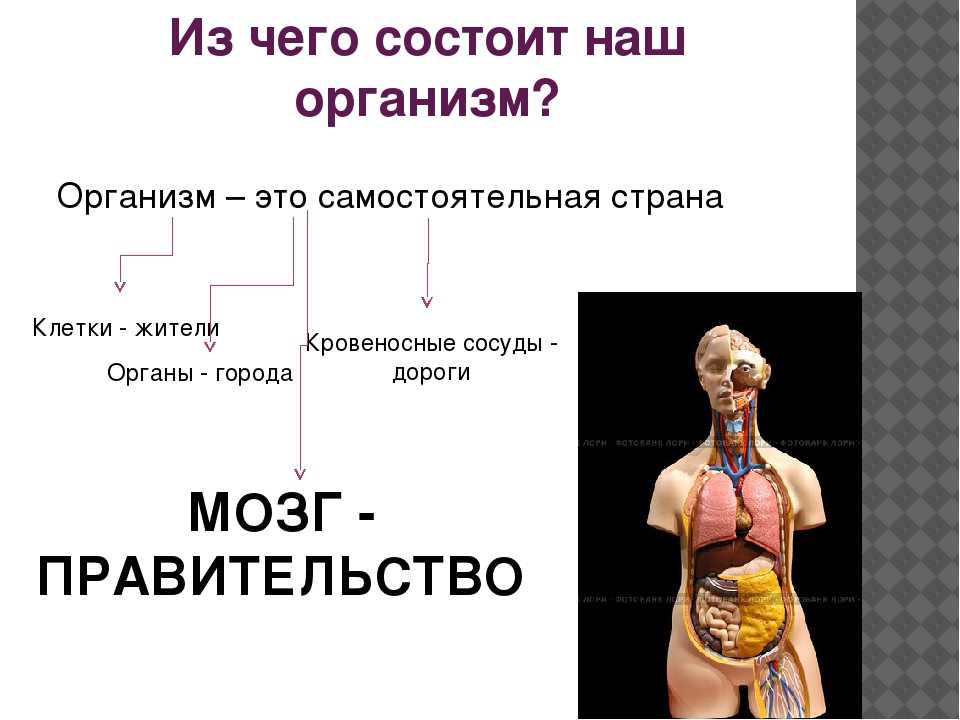 Какие системы органов составляют организм человека? список, иллюстрация и краткая характеристика