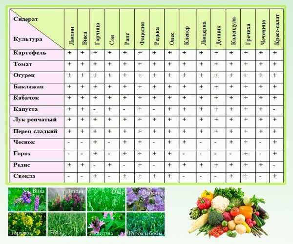 Таблица совместимости растений в огороде и саду, примеры правильных посадок на грядках овощей и других культур