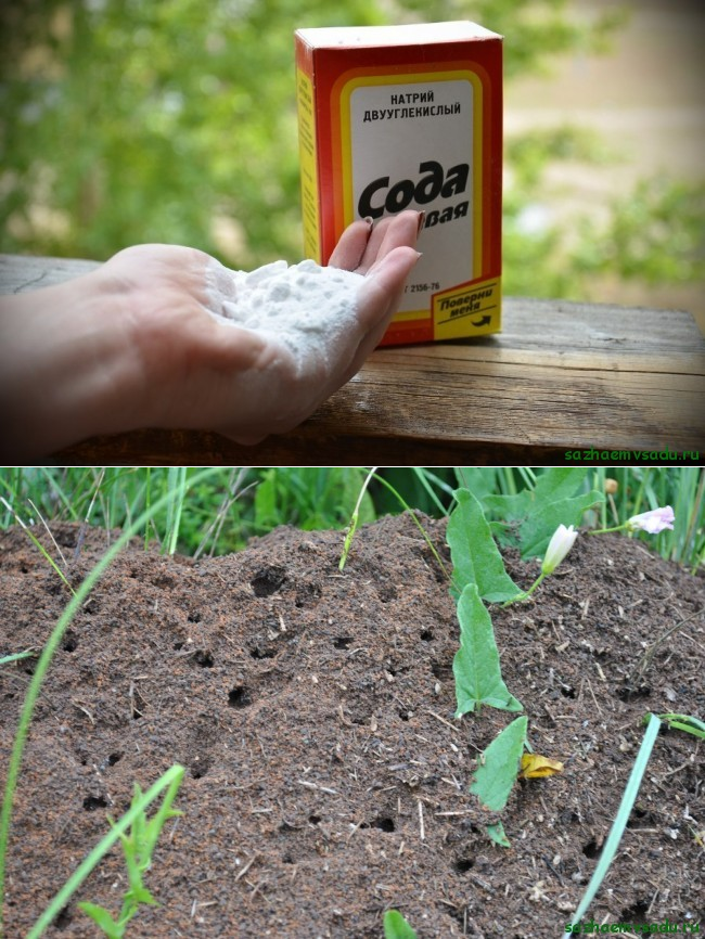 Как навсегда избавиться от муравьев в огороде