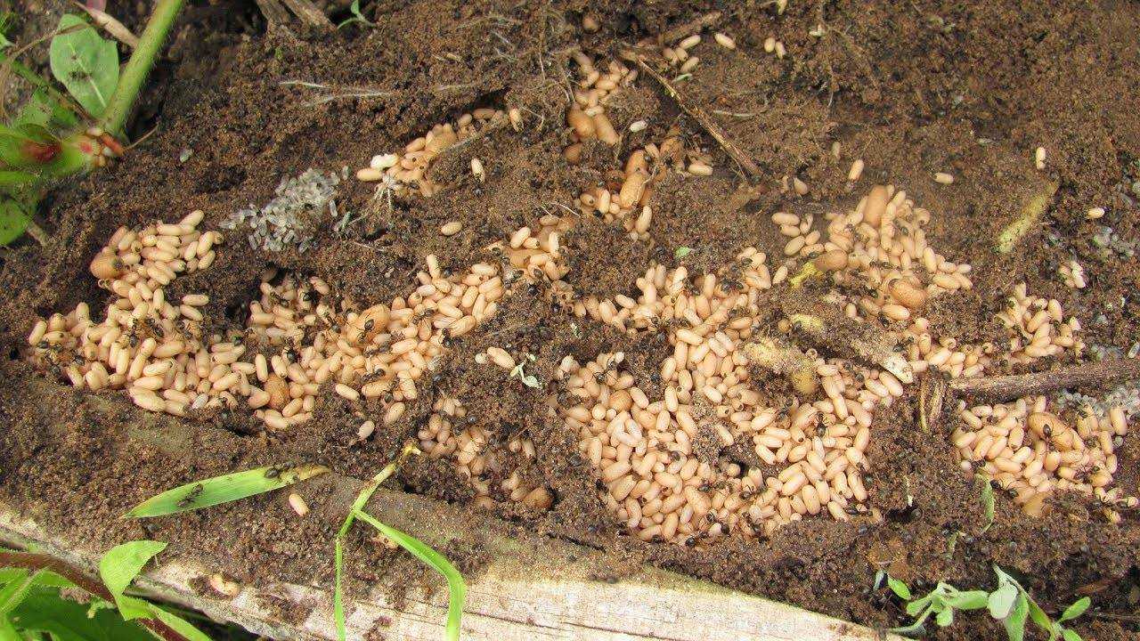 Как избавиться от муравьев навсегда на огороде, участке, даче, в доме: народные и химические средства