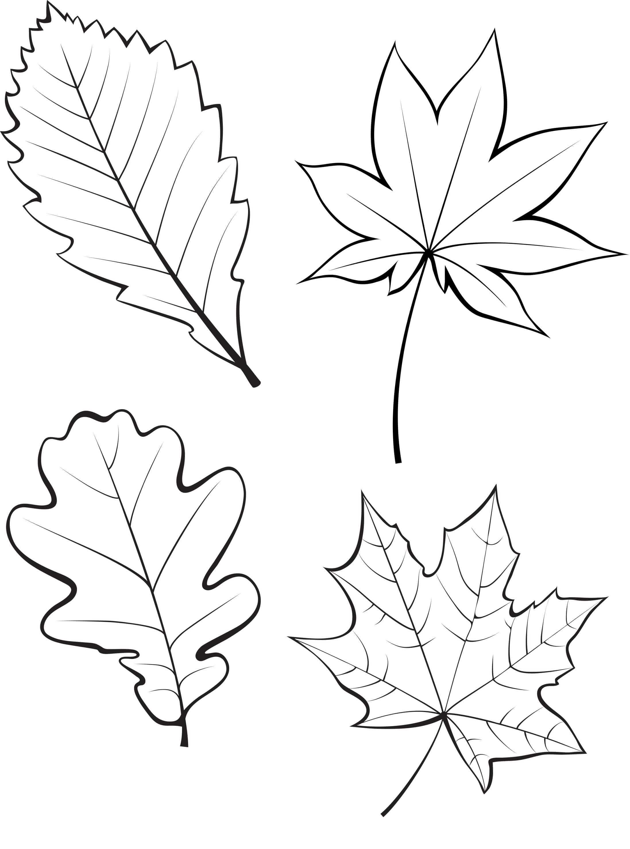 Шаблоны листьев для вырезания из бумаги — распечатать с сайта