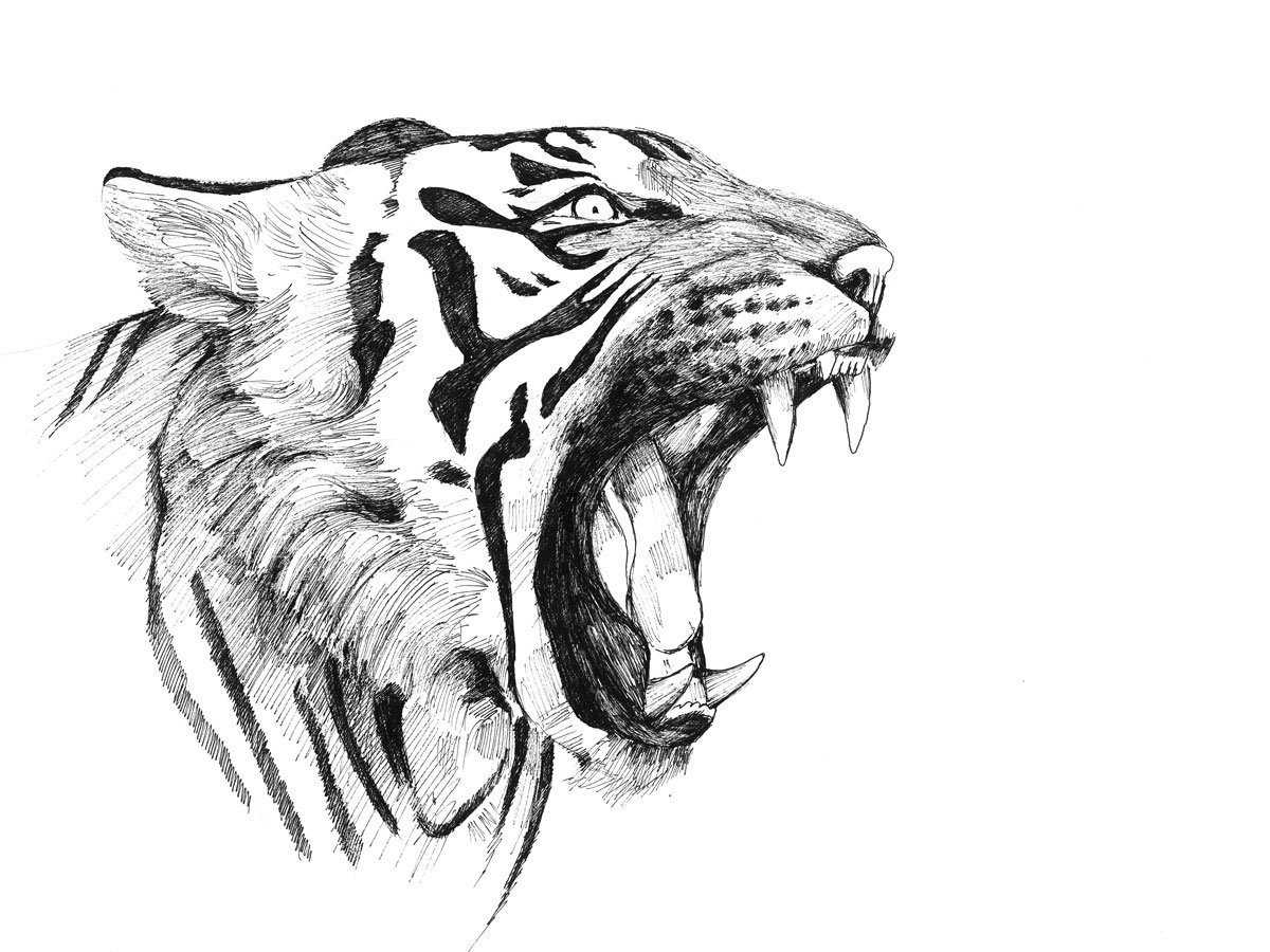 Оскал тигра. фото, значение тату, эскиз на плече, грудине, руке, ноге