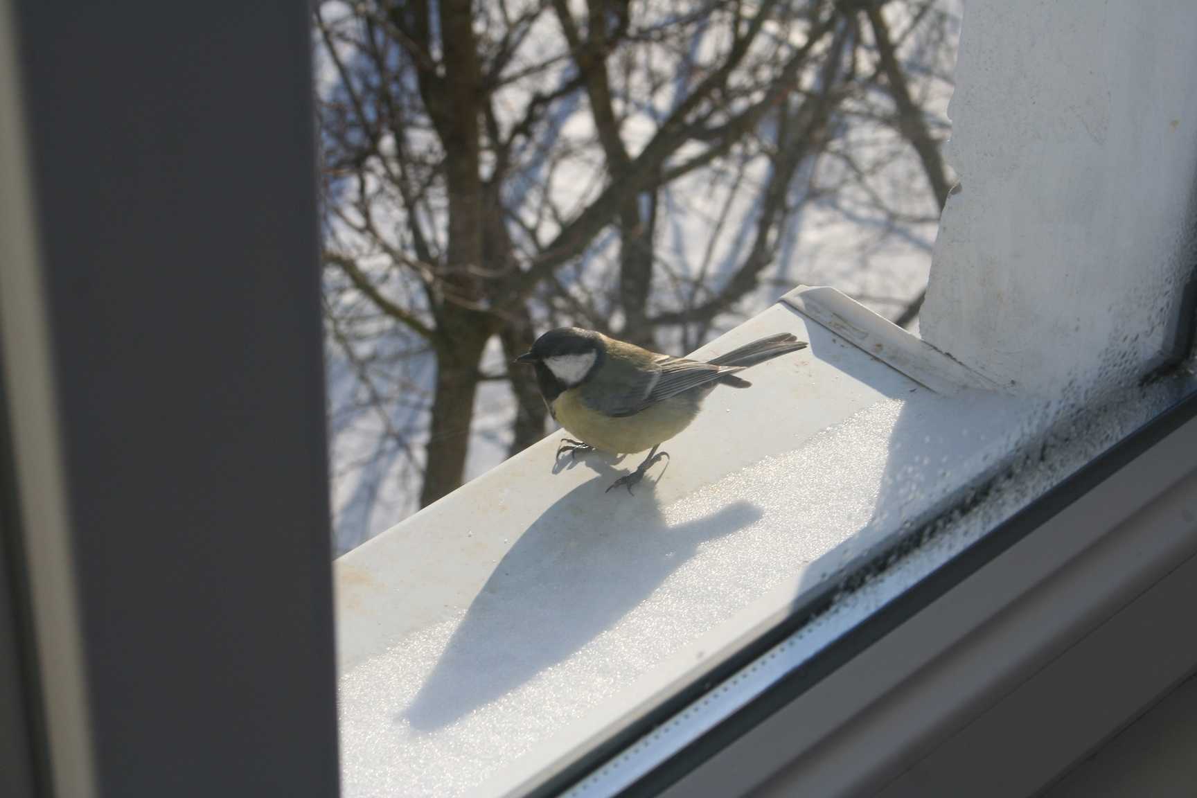 Примета — воробей, голубь, иная птица села на подоконник за окном