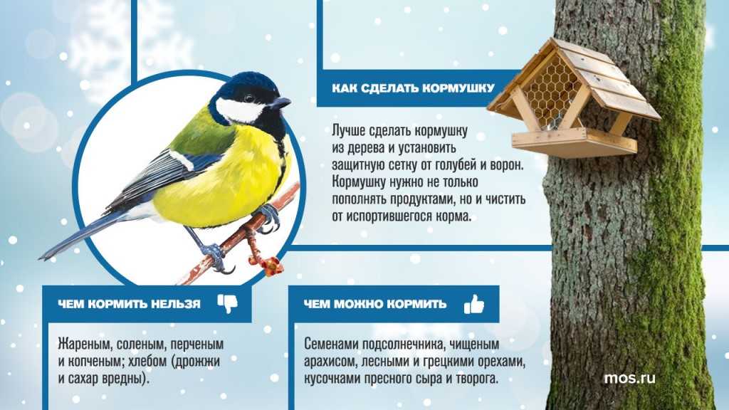 Чем подкармливать диких птичек зимой и как это правильно делать - читайте на wikipet