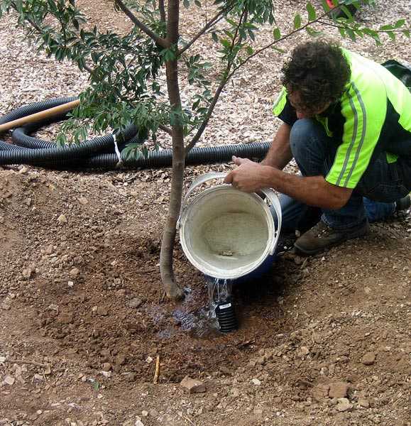 Когда и как часто поливать яблони: сколько нужно воды деревьям в саду