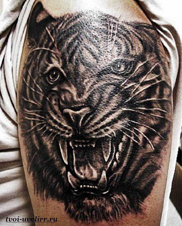 Значение тату тигра для мужчин и фотоподборка эскизов