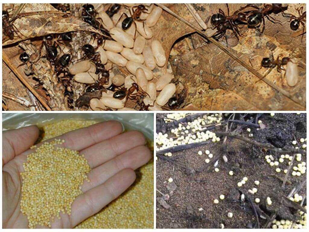 Как избавиться от муравьев народными средствами в саду — 14 проверенных способов
