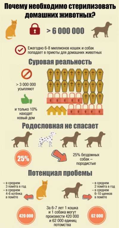 Правда и мифы о стерилизации домашних животных