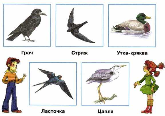 Ласточки и стрижи: в чем сходство и различие у этих птиц?