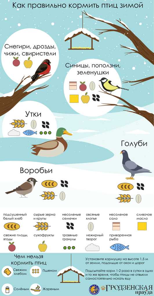 5 способов помочь птицам и животным пережить зиму » notagram.ru