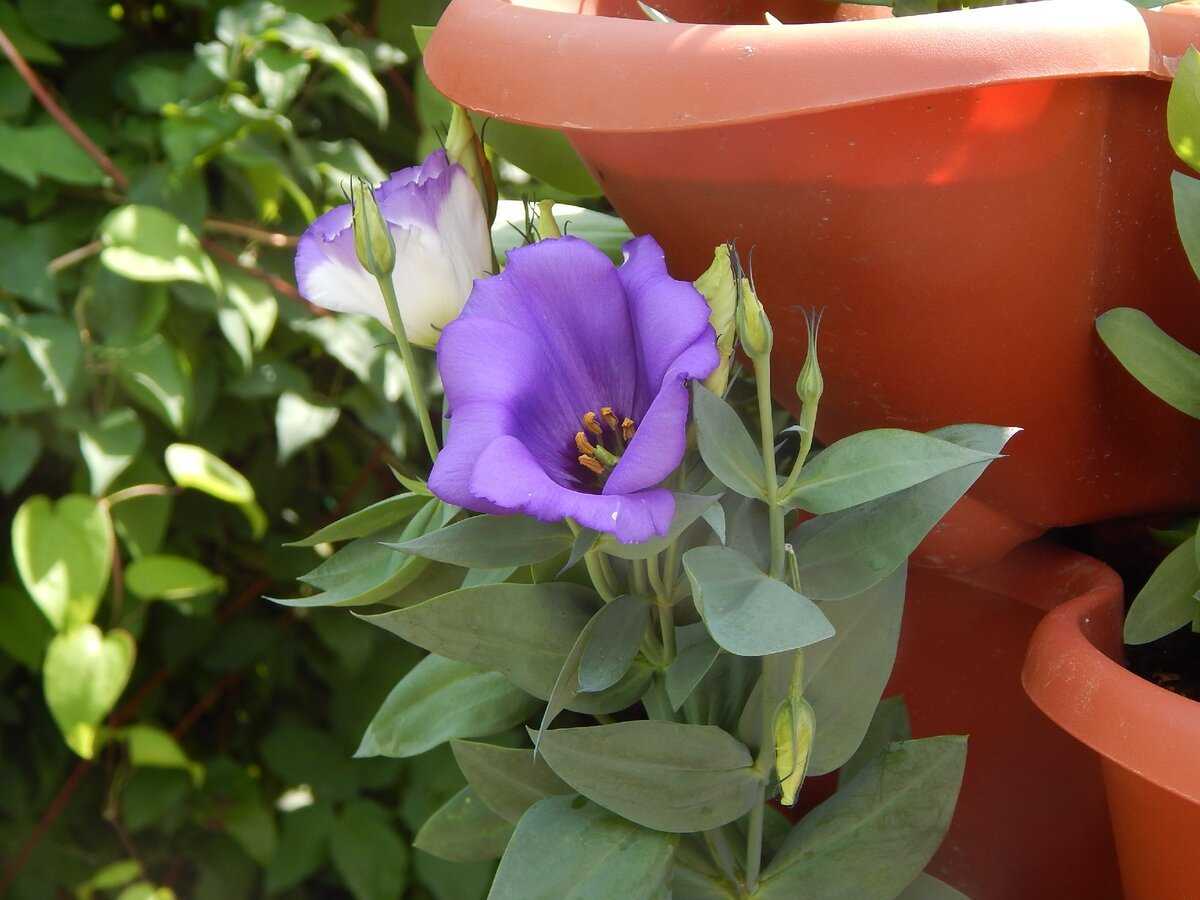 Цветок эустома (лизиантус) (100 фото) – посадка и уход в домашних условиях. необыкновенное растение в вашем саду +отзывы