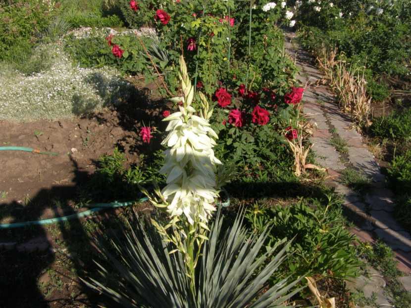Юкка садовая - посадка, полив, подкормка. секреты ухода во время цветения. фото и видео-обзоры по выращиванию растения от профессионалов