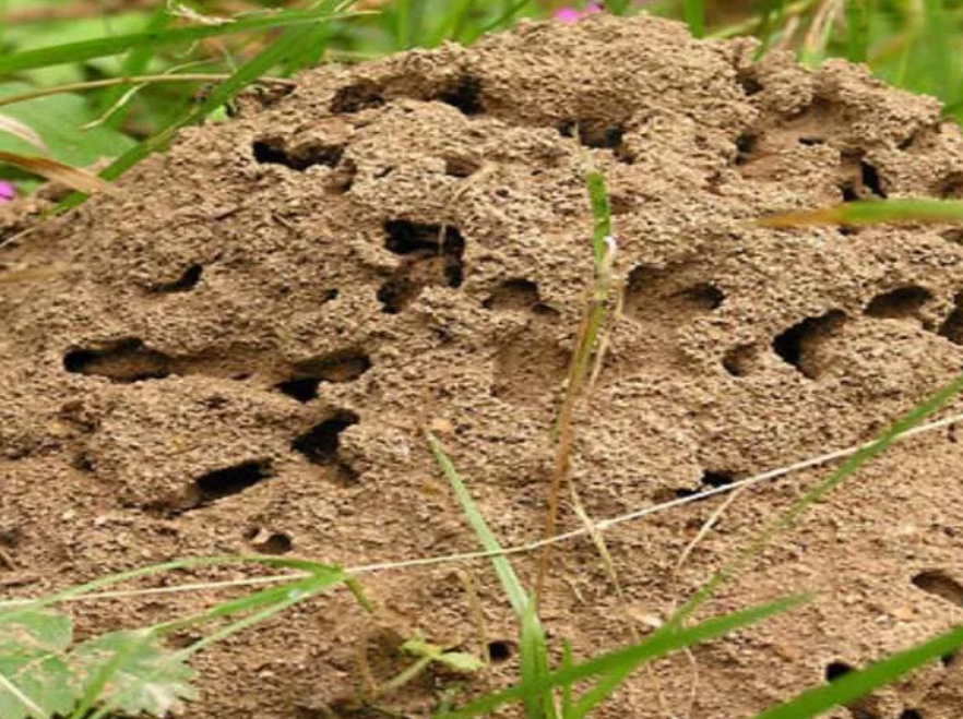 Как избавиться от муравьев в огороде навсегда: препараты и народные способы
